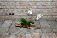 Orchid Mounting Workshop