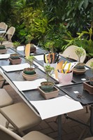 Bonsai for Beginners Workshop