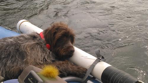Bored pup in the boat