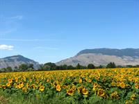 Sunflower field outside Cody