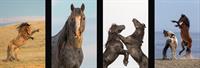 Wild Horse Photo Tours with Wild at Heart Images Wild Horse Photo Tours with Wild at Heart Images