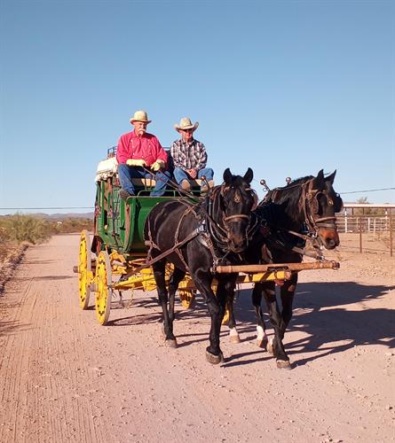 Blackie and Jackie leading the stagecoach 