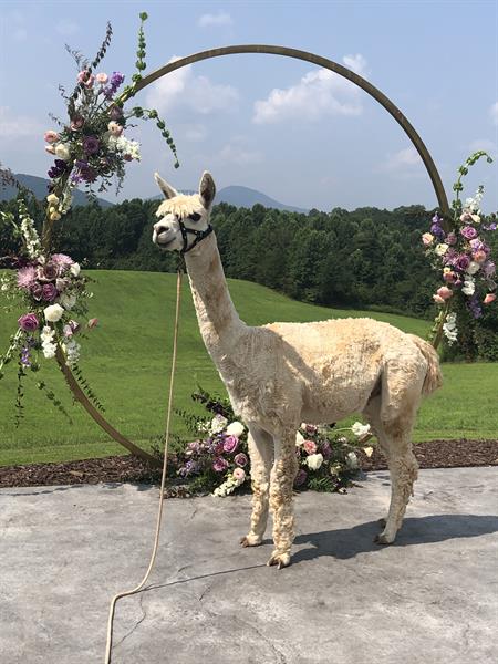 Adding Alpacas to any event brings smiles and memories to last a lifetime