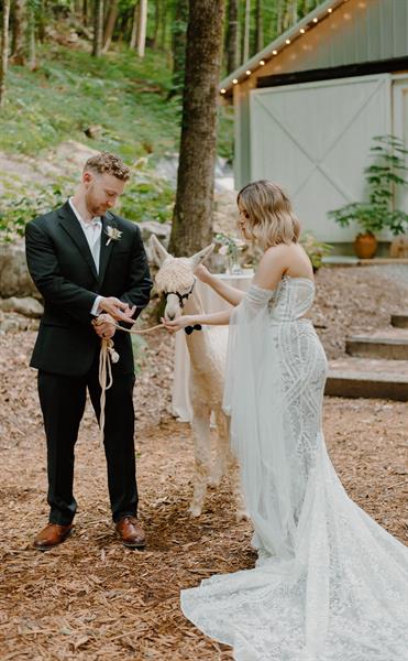 Alpacas to join you on your most special day!