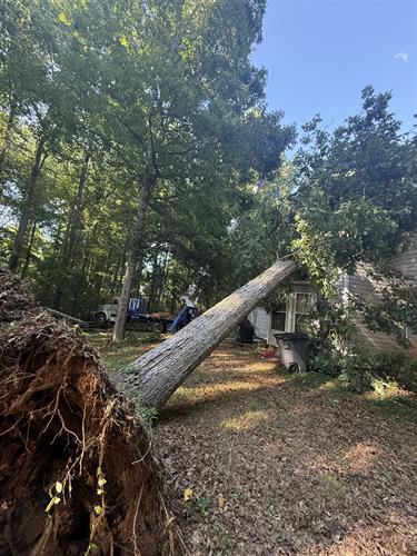24/7 Emergency Tree Removal