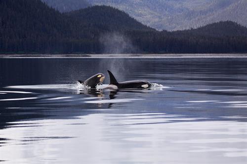 Alaskan Whale watching