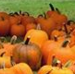 Community Cooking Workshop: Get Pumped for Pumpkin Season