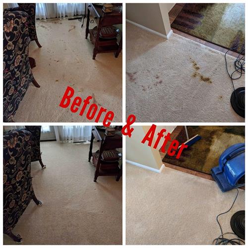 Carpet Cleaning Before and After Pet Mess