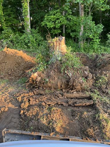 Another tree stump removal. 