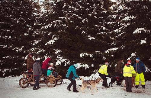 Sled Dogs at Wye Park, a Christmas in Cle Elum activity