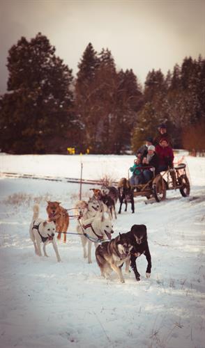 Sled Dogs at Wye Park, a Christmas in Cle Elum activity