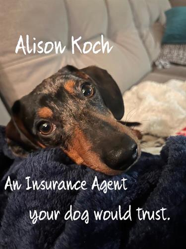 Phoebe-agent your dog would love