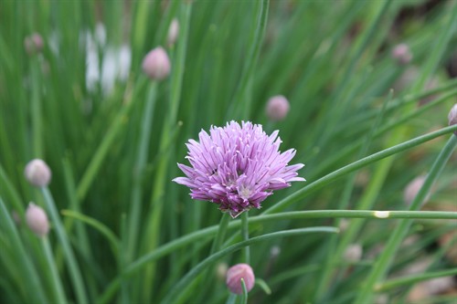 Gallery Image IMG_6259.JPG