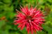 Nominations OPEN for 2014 Burnsville Garden & Landscape Contest