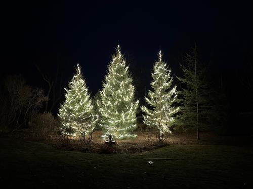Holiday trees