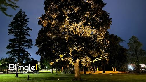 Landscape Lighting 