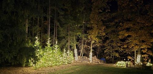 Holiday Trees