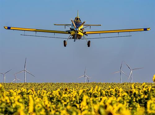 Gallery Image 802_sunflower_edited_edited.jpg