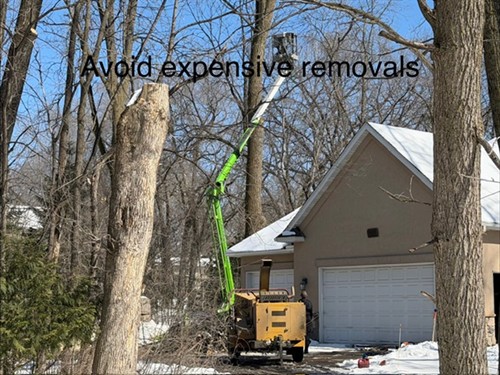 Avoid Expensive Ash Tree Removals, Treat Your Ash Tree Today.