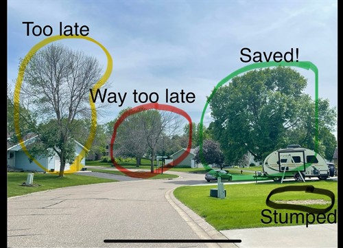 Chaska MN 2025. We saved what's going to be the only Ash tree on the block. Call before it's too late. 