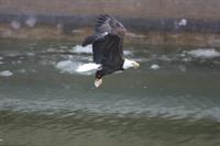 Bald Eagle Weekend at the Illinois Waterway Visitors Center