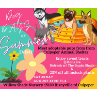 Dog Days of Summer!