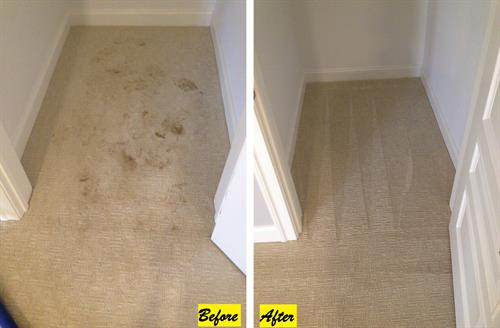 Carpet Cleaning Before and After