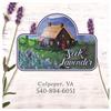 Seek Lavender