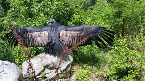 Storm the Andean Condor