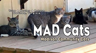 Madison Community Cats -  MAD Cats