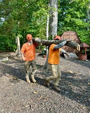 Professional Tree Surgeon