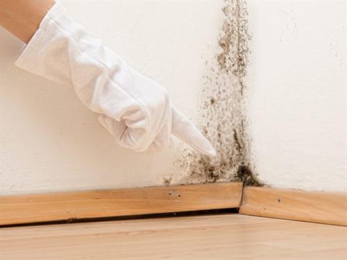 We love mold! (To remove it that is!) We love mold! (To remove it that is!)