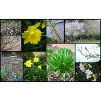 Nature Detectives: Signs of Spring - forest Preserve District of DuPage