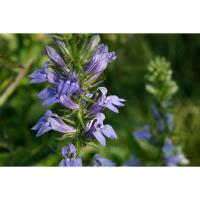 Native Plant Sale - Forest Preserve Dist. of DuPage County