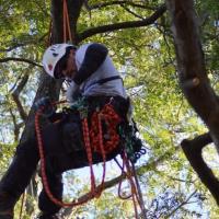 Illinois Tree Climbing Championships