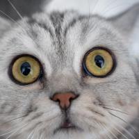 DuPage County Animal Services - What's for Dinner