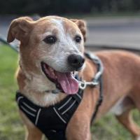 Adoption Event - Seniors 4 Seniors