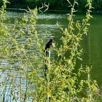 Nature Inspired Paint and Sip Classes