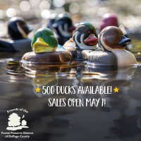 Duck Race a benefit for Wildlife & Wild Areas