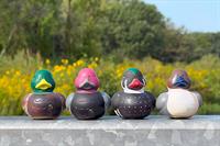 Annual Duck Race: A Benefit for Wildlife & Wild Areas