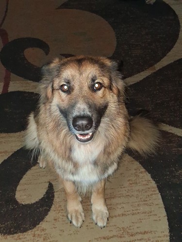 Diamond 3 years old