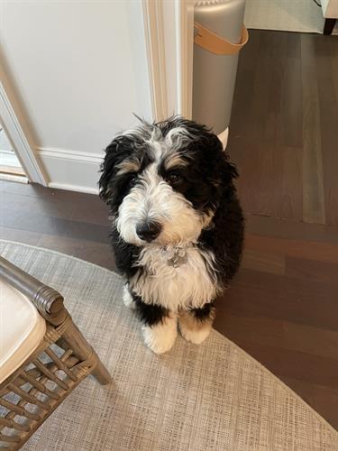 Bernadoodle Puppy