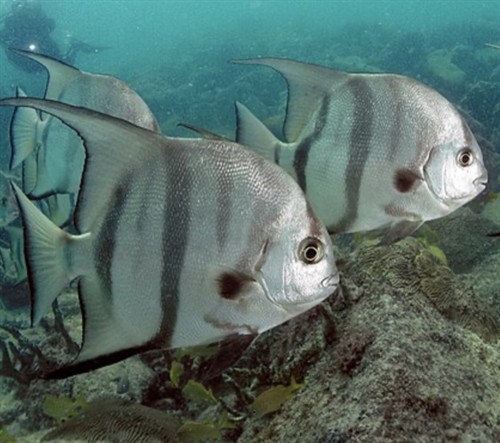 Gallery Image Atlantic_Spadefish.jpg