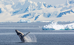 Antarctic, The cruise of a life time.