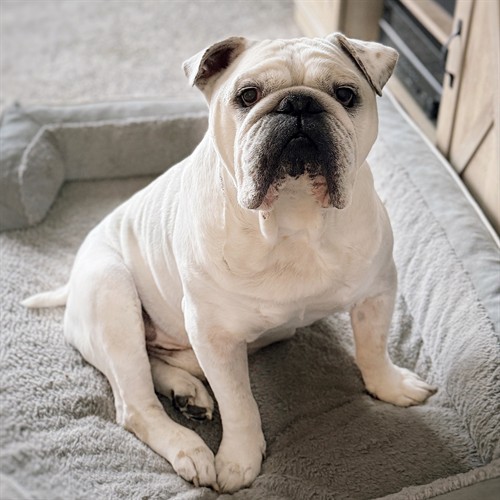 Gallery Image 0BEEE8AA-EA8D-4E9A-8176-4E7B323F2FAE.jpeg Gallery Image 0BEEE8AA-EA8D-4E9A-8176-4E7B323F2FAE.jpeg