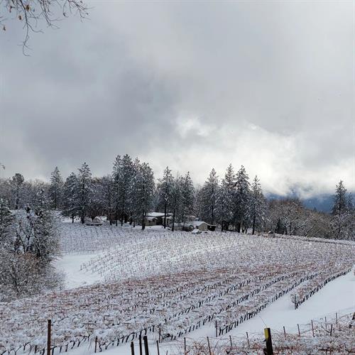 Snow in the Vineyard 