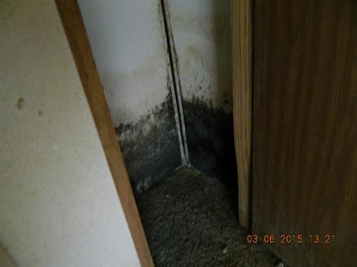 Maybe we should be "skeered" of mold sometimes 