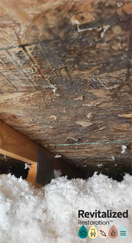 Ceiling mold professionally removed, leaving a clean and restored space.