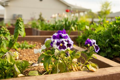 Gallery Image Garden2.jpg