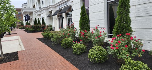 Amelia House Enhancement